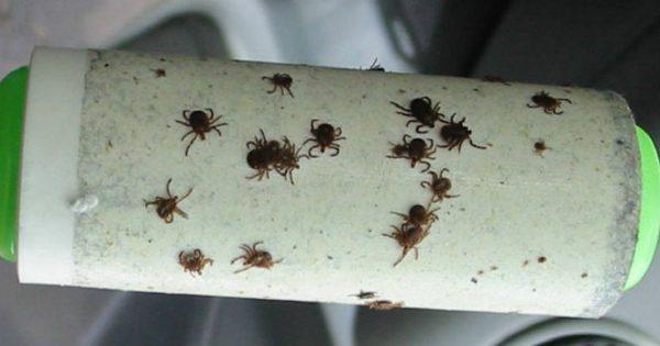 Используй этот хитрый трюк, чтобы не стать жертвой клещей! Чувствую себя в безопасности на природе. 