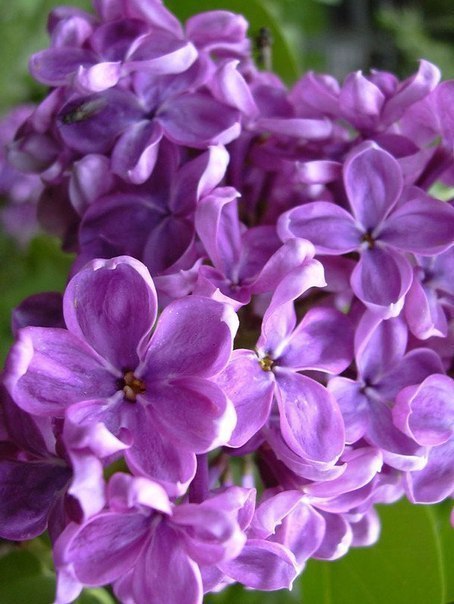 Да сбудутся все мечты у того , кто это прочитал.)))))))