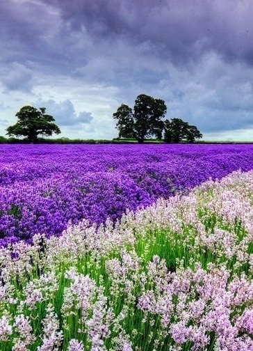 вдохновение цветом...