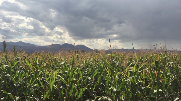 ИИ-селекция снизит зависимость фермеров от ГМ-культур 