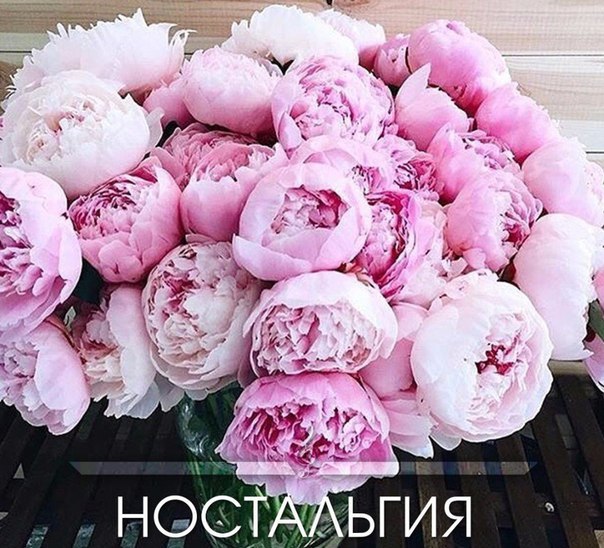 Нocтaльгия дo мyрaшeк 