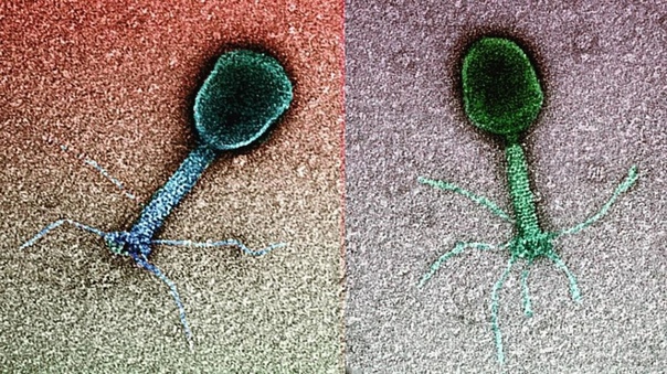 Ученые из США выяснили как ускорить компьютеры с помощью обычного вируса