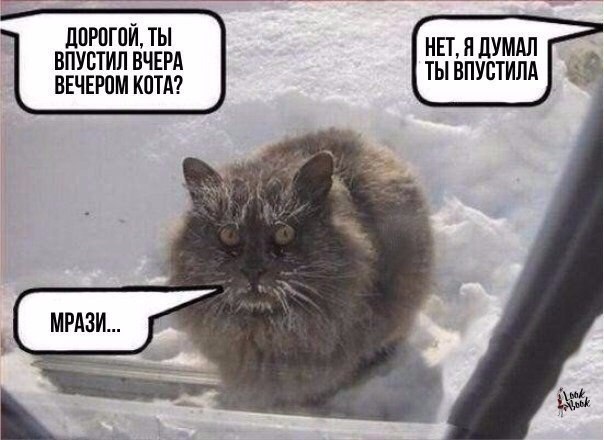 Не забывайте котиков 
