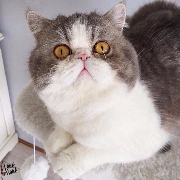 Шикарный кот!
