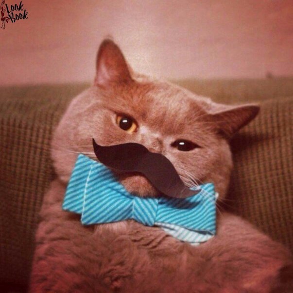 Прекрасный котик!