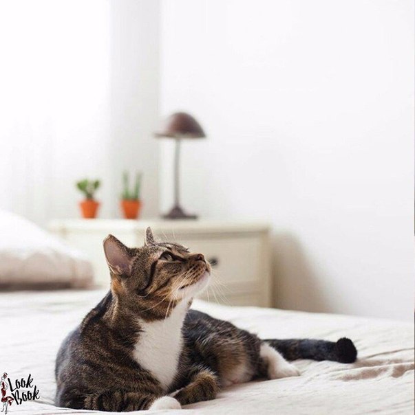 Восхитительный котик!