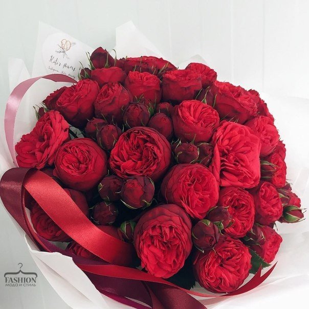 Мои любимые пионы