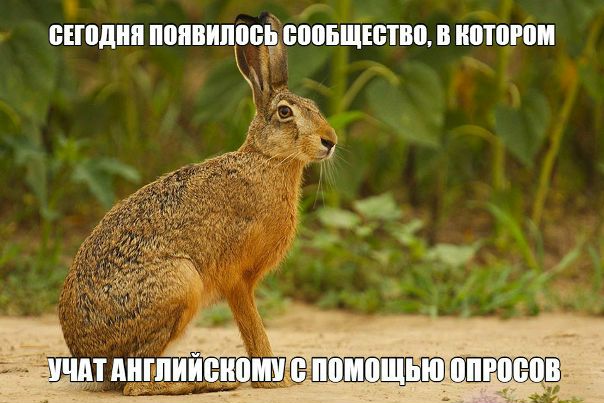 Заяц на английском