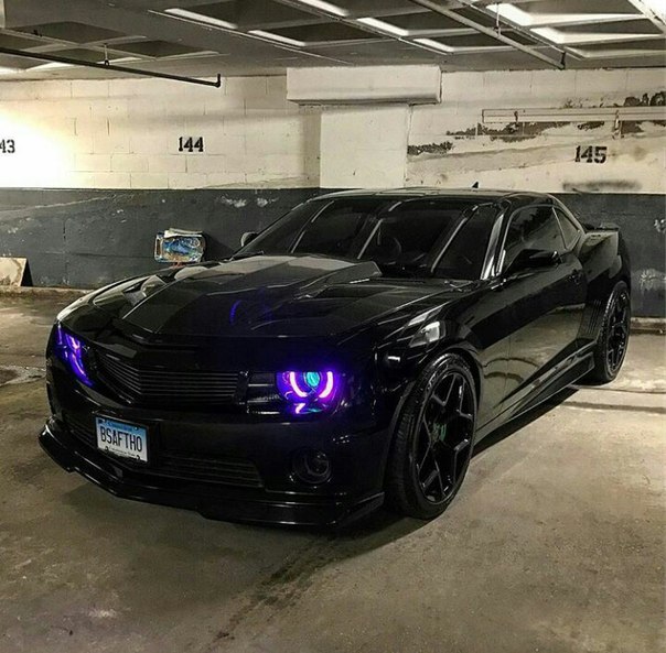 Зверь