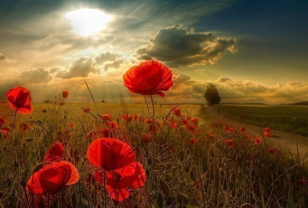 Твой дом там, где спокойны твои мысли.