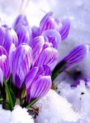 Скорее бы уже весна... 