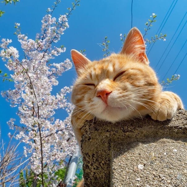 Чую, скоро май 