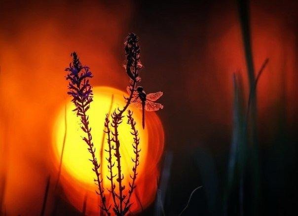 Нужно отпускать то, что должно уйти: мировоззрения, что больше не резонируют с нашим внутренним состоянием. Отношения, которые больше не питают Душу. Прошлое. Отпускайте…